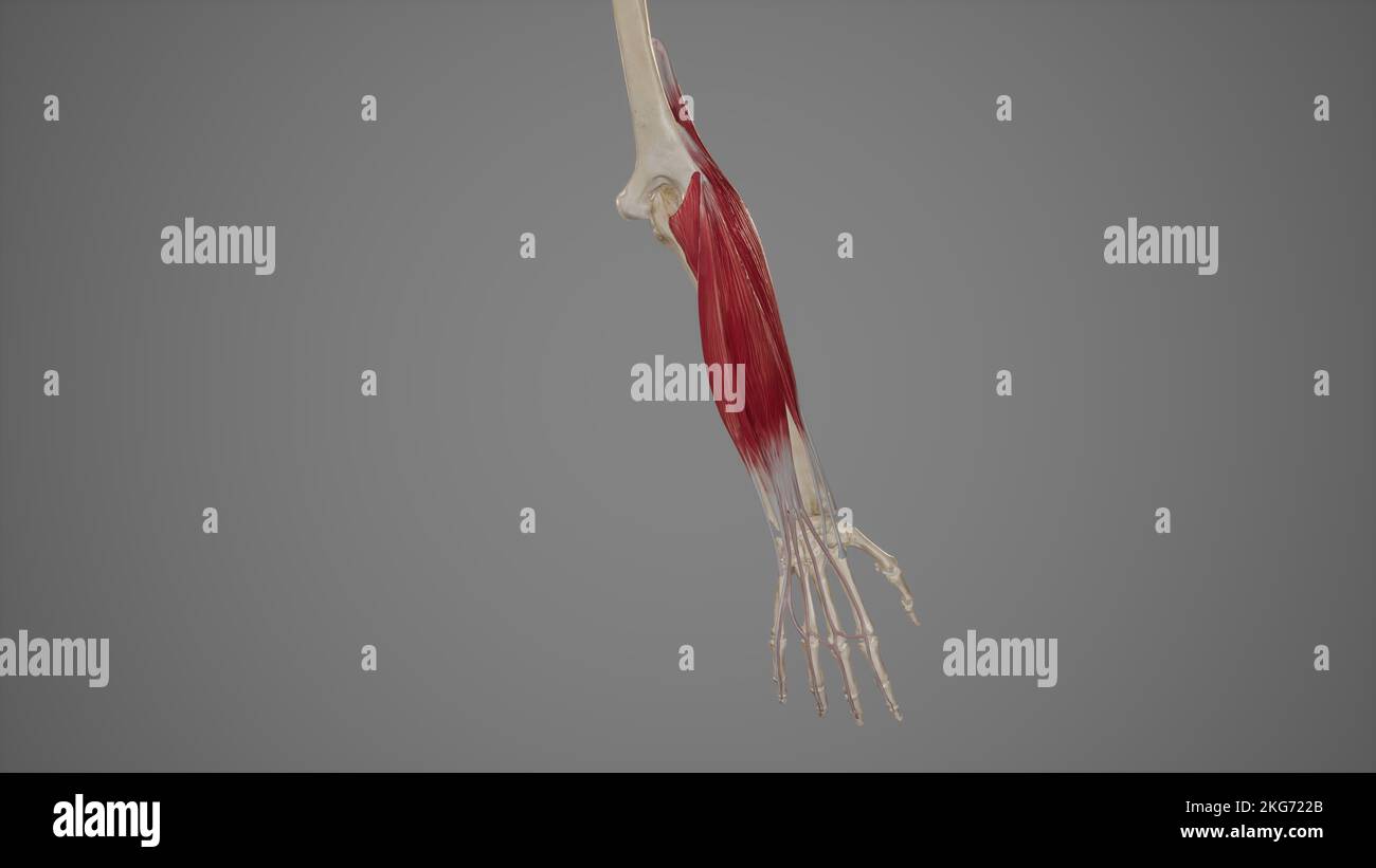 Muscles extenseurs superficiels de l'avant-bras Banque D'Images