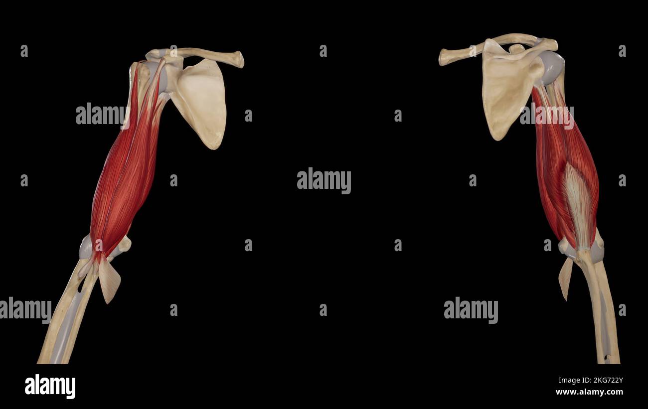 Muscles du bras supérieur Banque D'Images