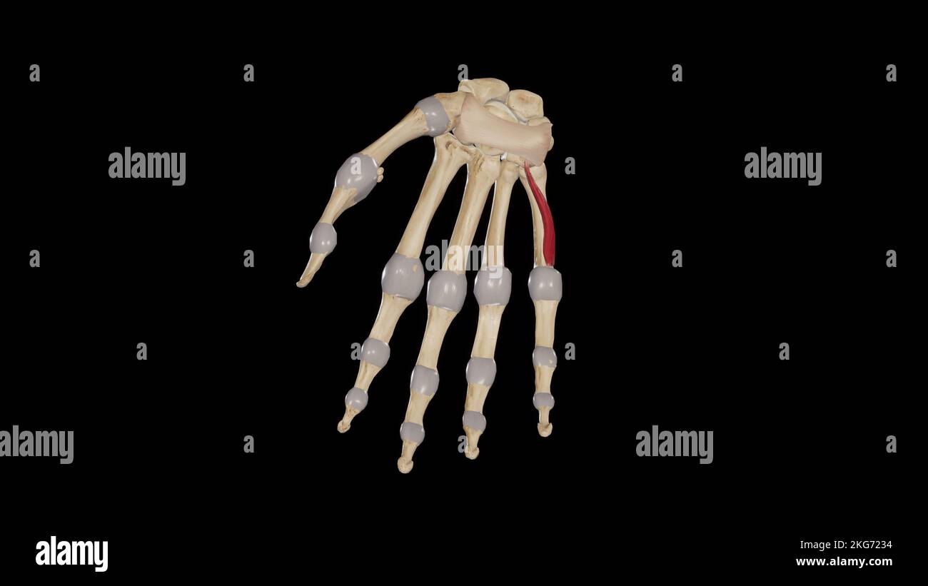 Opponens Digiti Minimi Banque D'Images