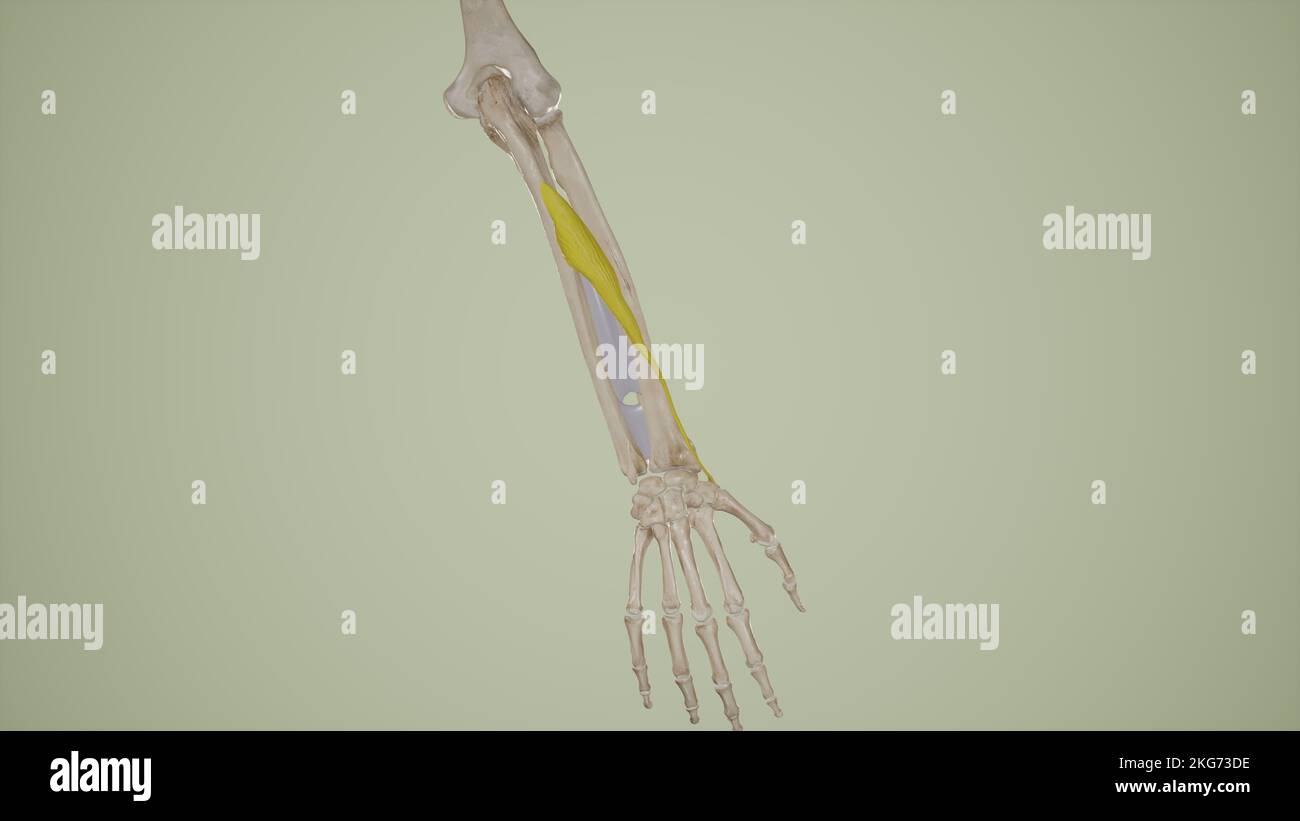 Le ravisseur Policis Longus Banque D'Images