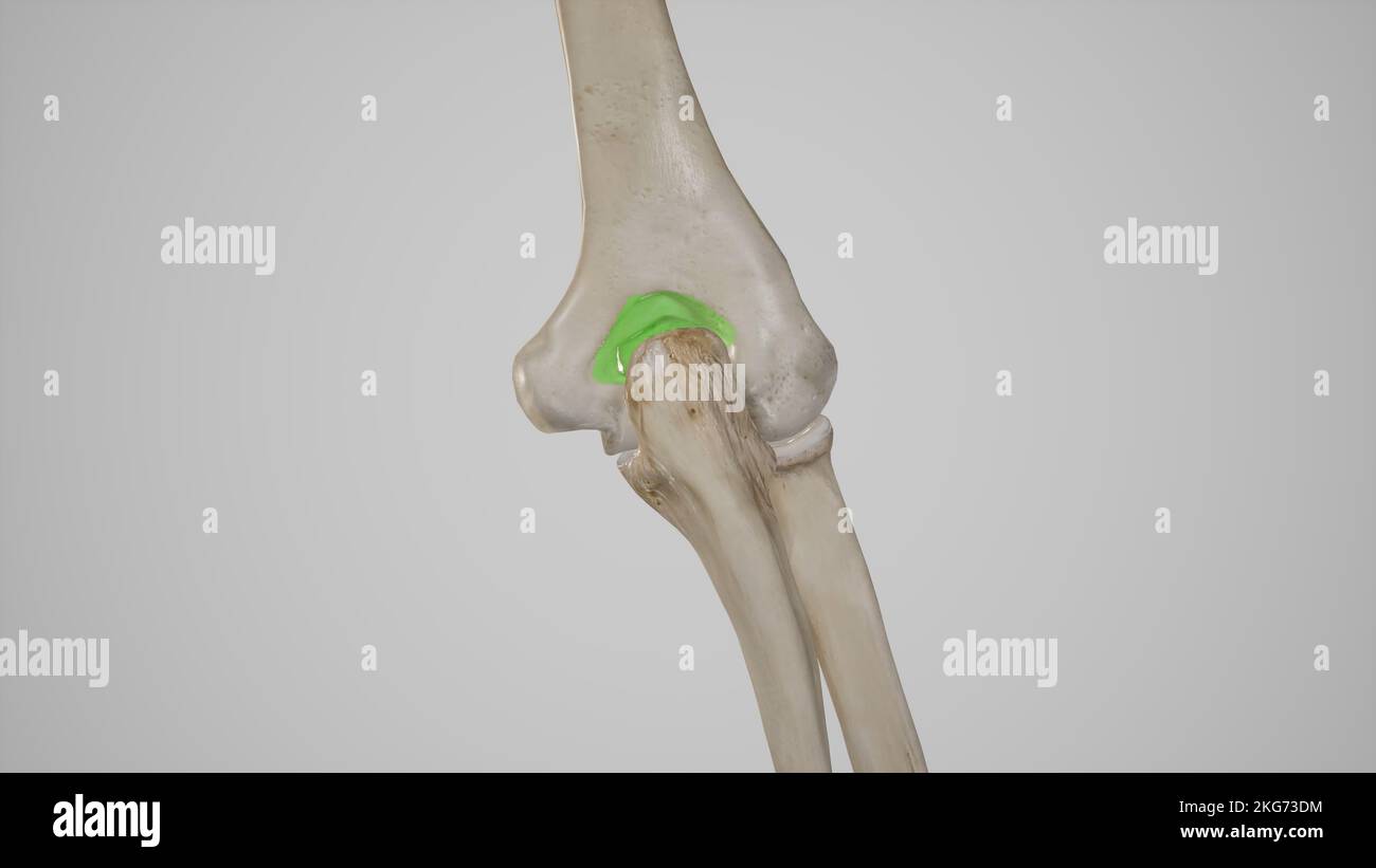 OS du coude dans l'extension Banque D'Images