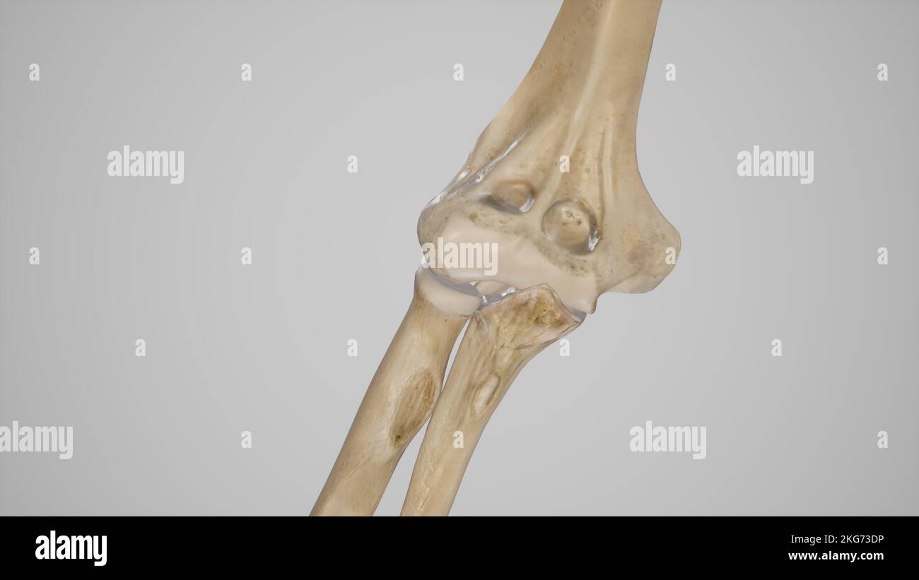OS du coude dans la vue extension-antérieure Banque D'Images