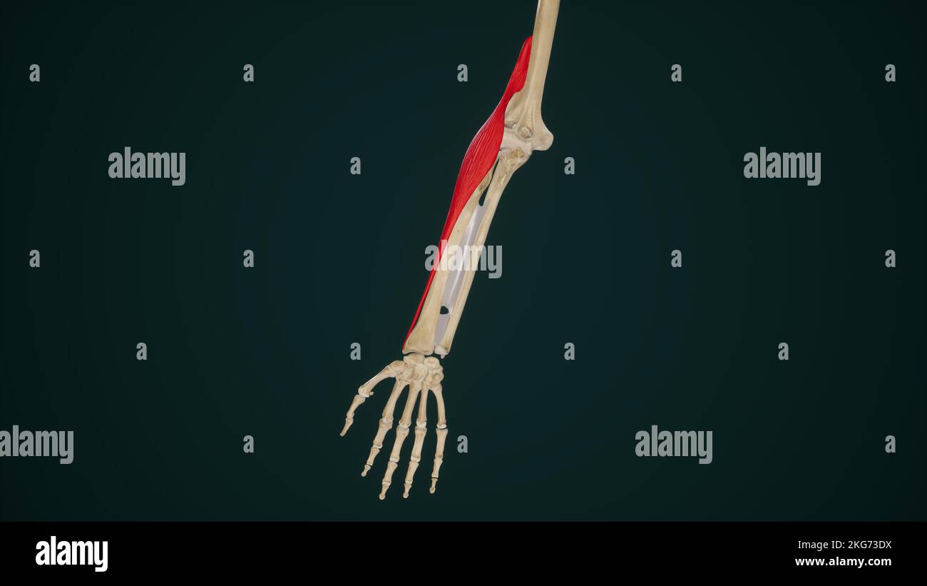 Muscle brachioradialis Banque D'Images