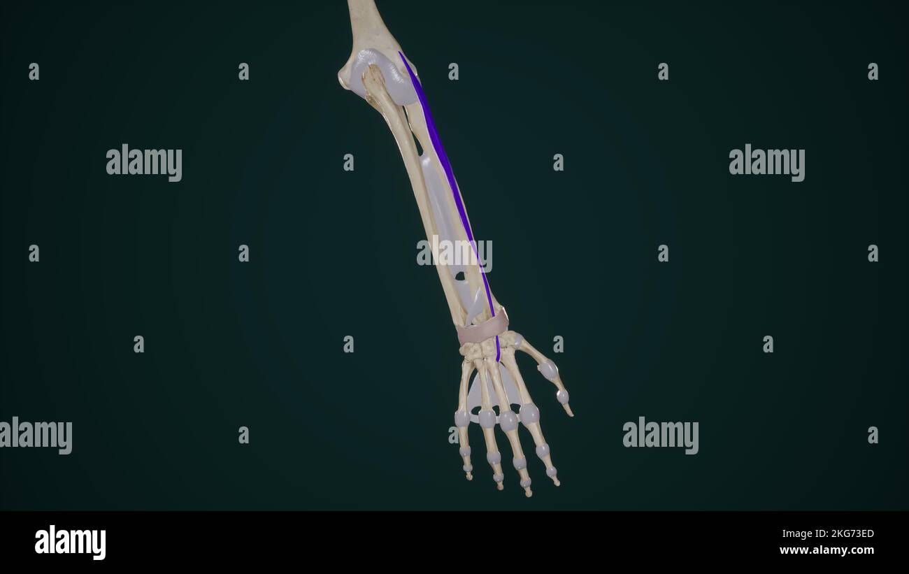 Extenseur Carpi Radialis Brevis Banque D'Images