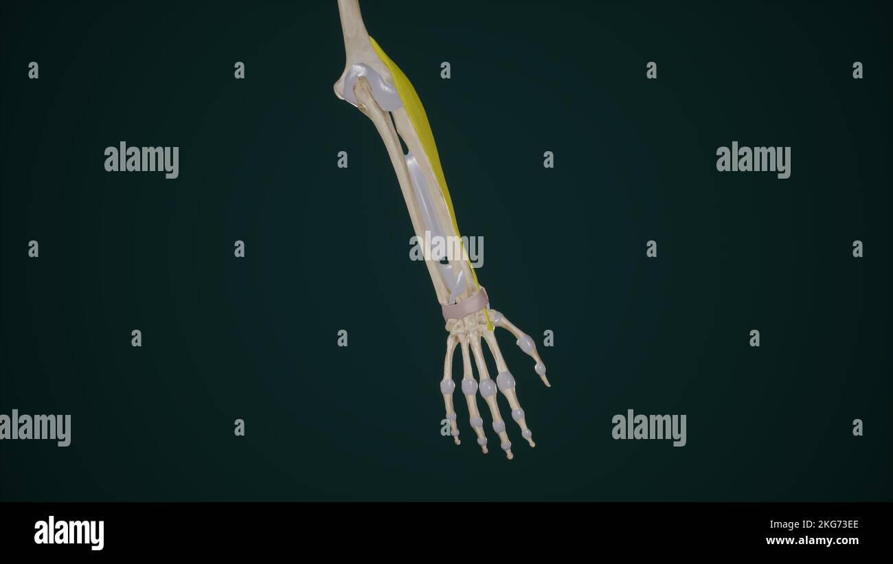Extenseur Carpi Radialis Longus Banque D'Images