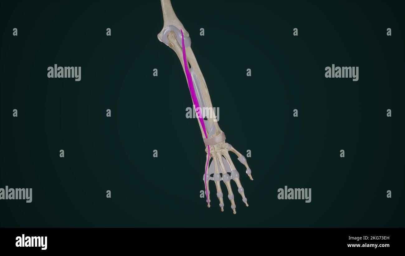 Extenseur Digiti Minimi Banque D'Images