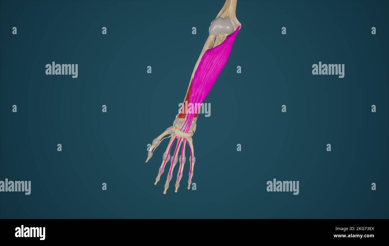Flexor Digitorum Superficialis Banque D'Images