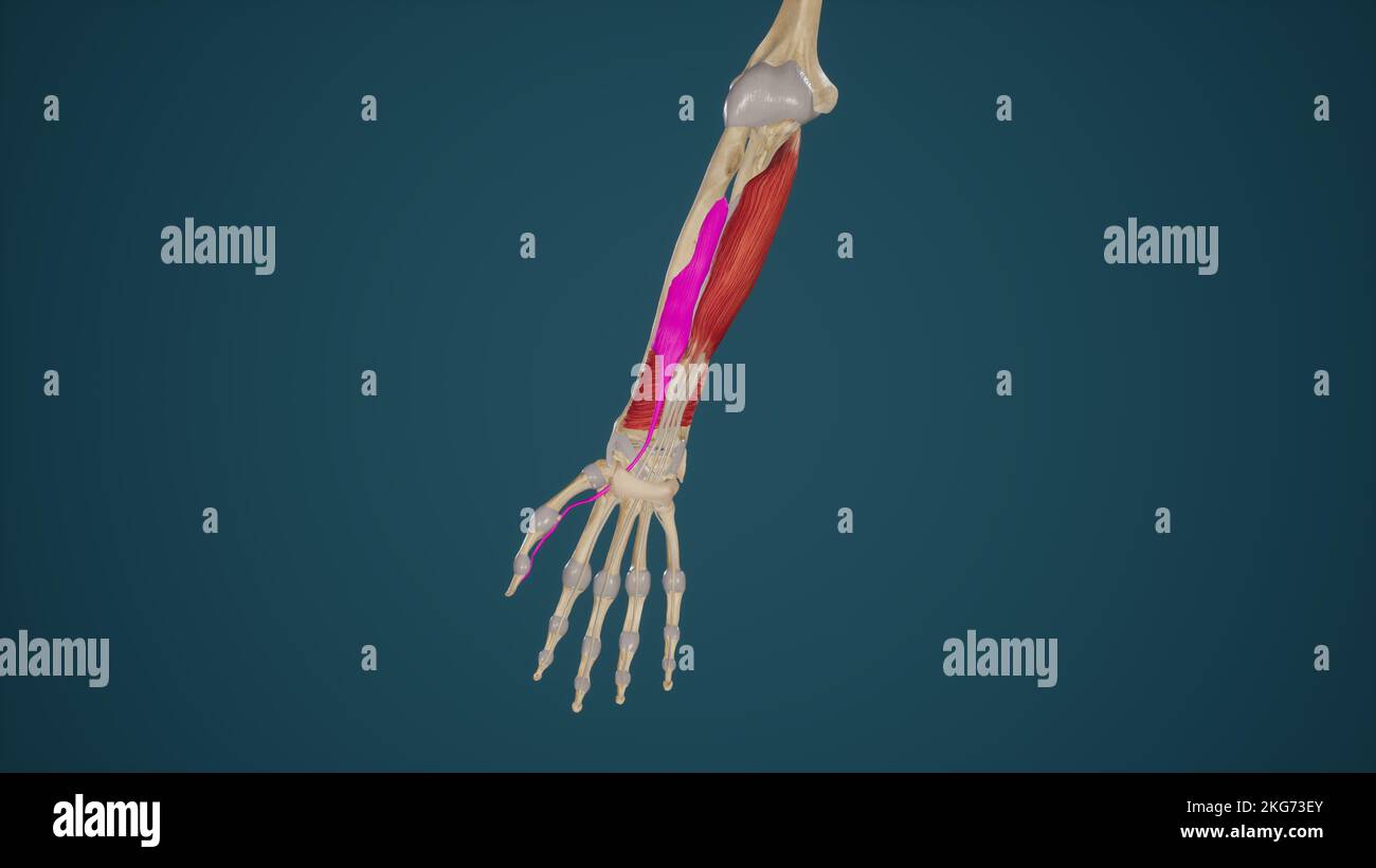 Flexor Policis Longus Banque D'Images