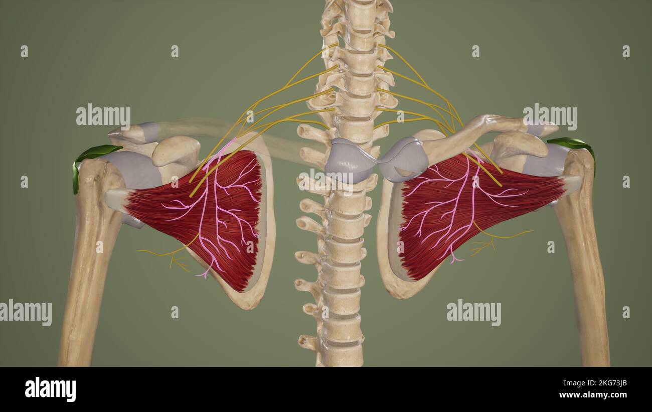 Neurologie à Subscapularis Banque D'Images