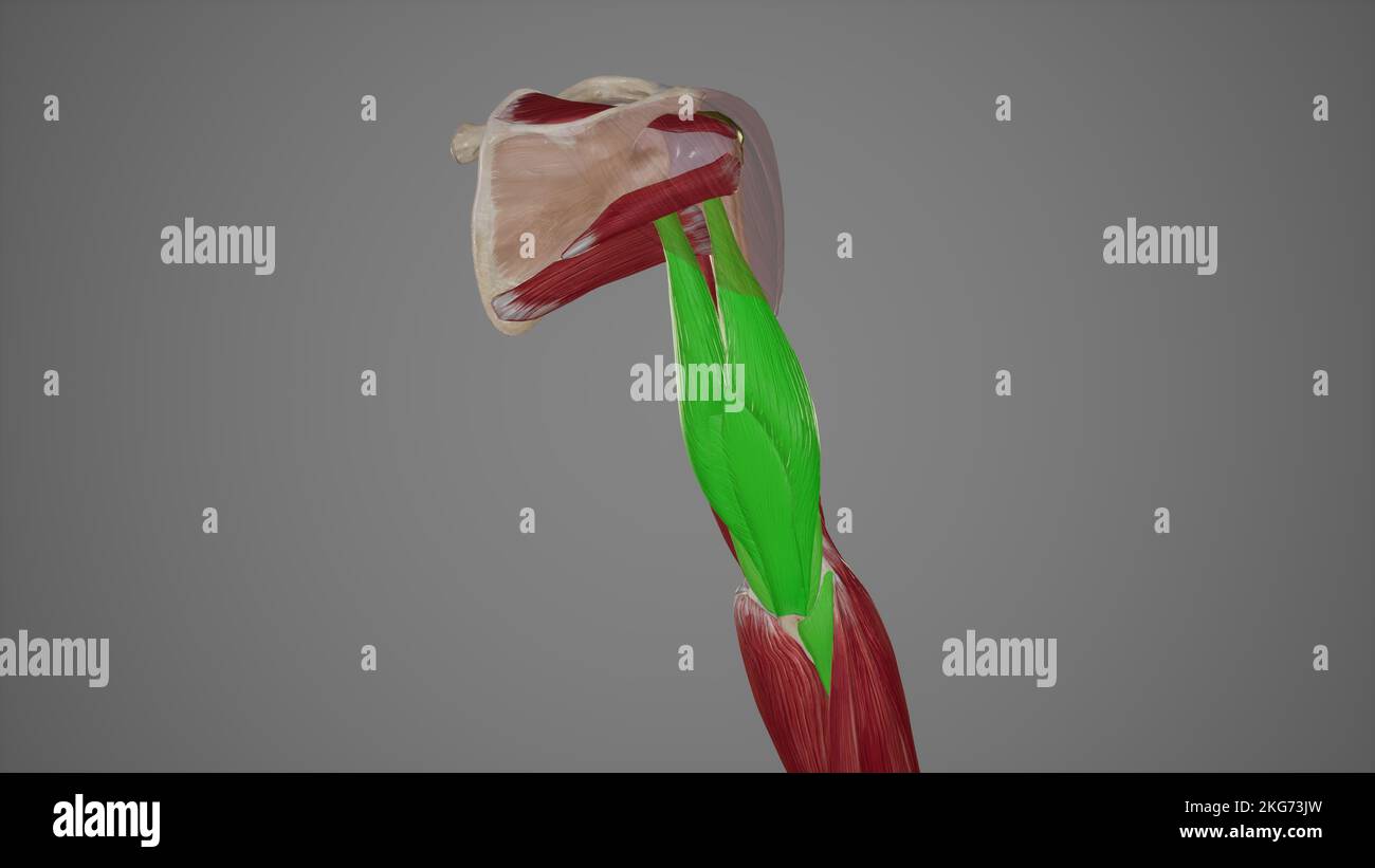 Muscles postérieurs du bras supérieur Banque D'Images
