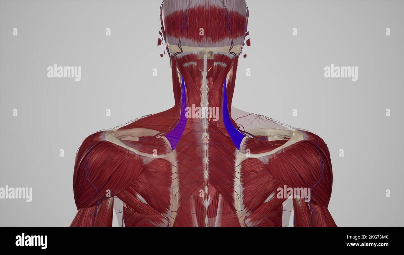 Nerf scapulaire dorsal Banque de photographies et d’images à haute