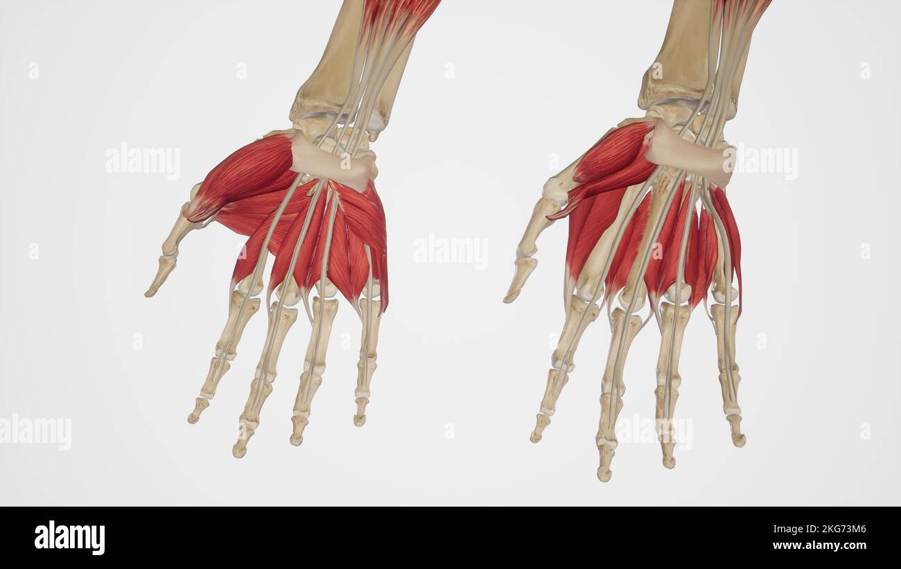Muscles de la main Palmar vue-superficielle et profonde Banque D'Images