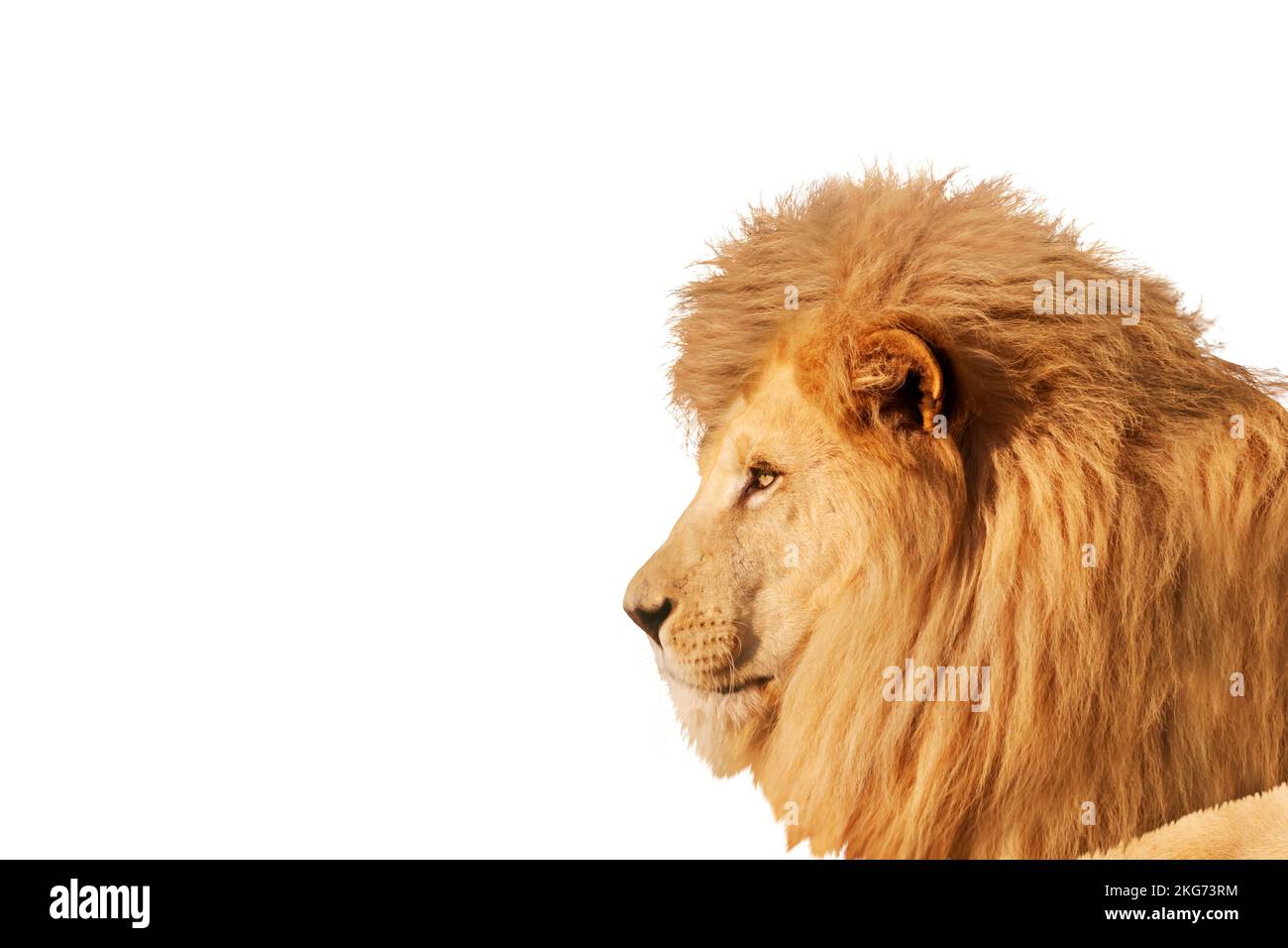 portrait en gros plan lion isolé sur fond blanc Banque D'Images