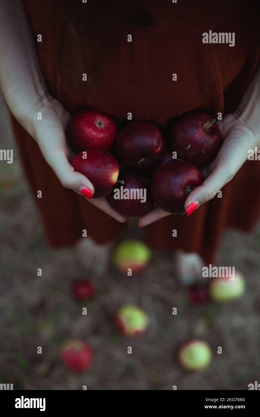 Gros plan dame tenant des pommes rouges photo concept Banque D'Images