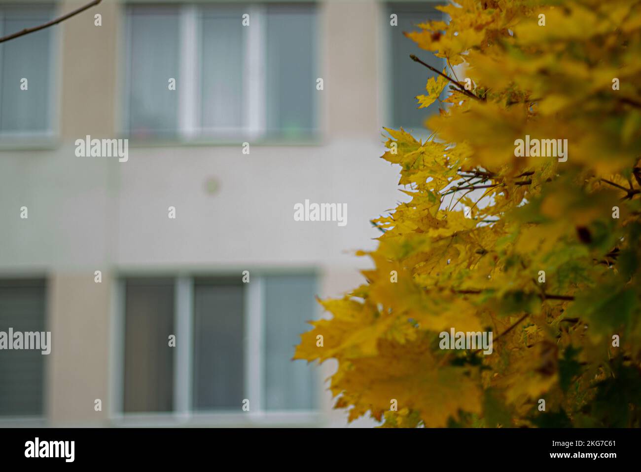 Feuilles jaunes épaisses devant le bâtiment Banque D'Images
