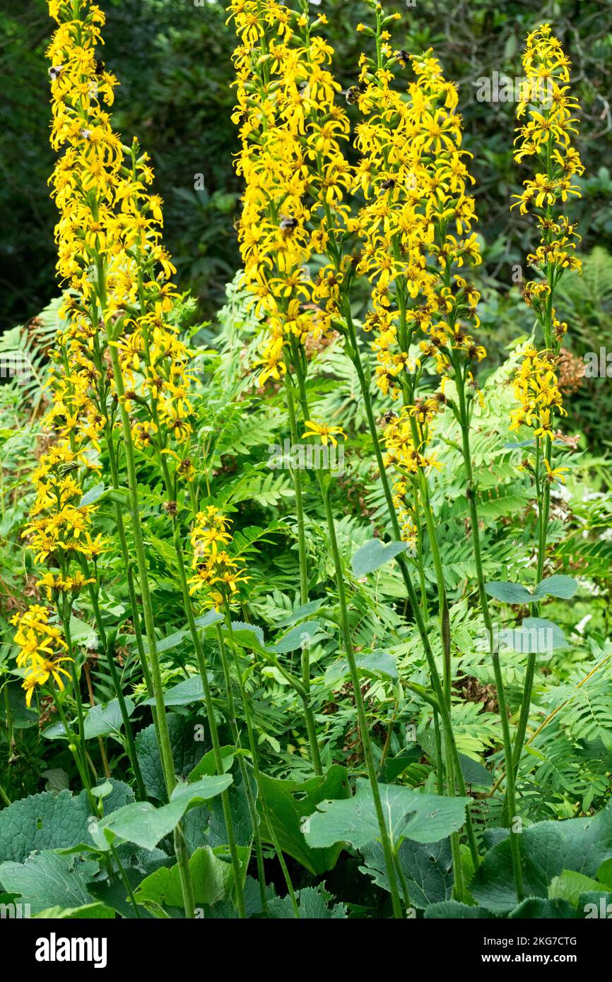 Fischers Ragwort, Ligularia fischeri, plante léopard, floraison, jardin, Jaune, plante Banque D'Images