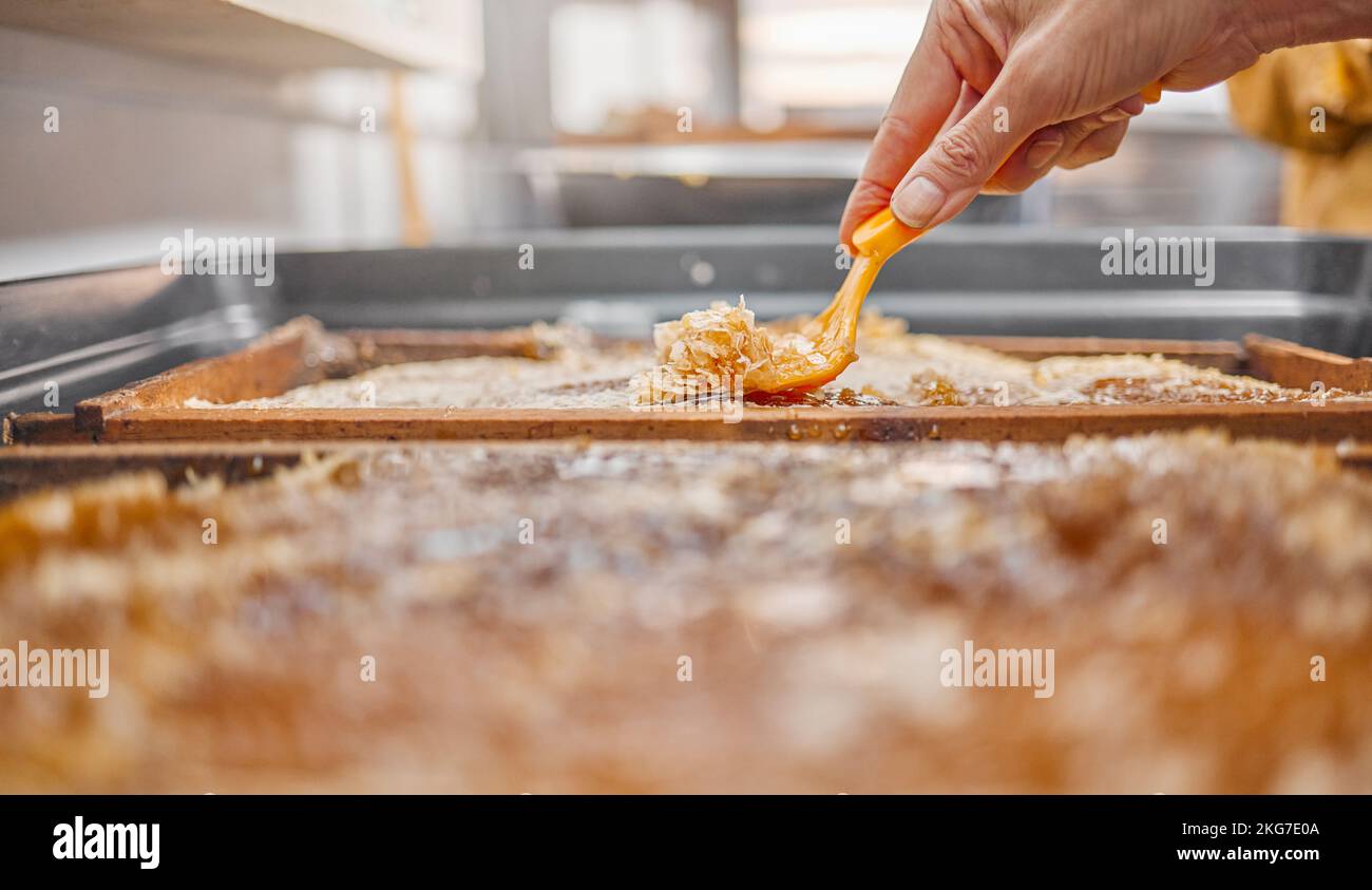 Mains, cadre de miel et outil de récolte pour décapsuler la cire d'abeille à la ferme d'abeilles. L'industrie du miel, l'ouvrier agricole et la personne apicole collectant des matières organiques Banque D'Images