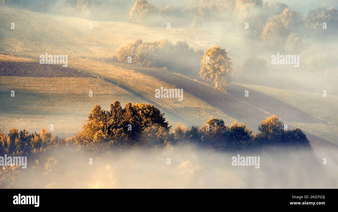 Arbres dans le brouillard, paysage brumeux Banque D'Images