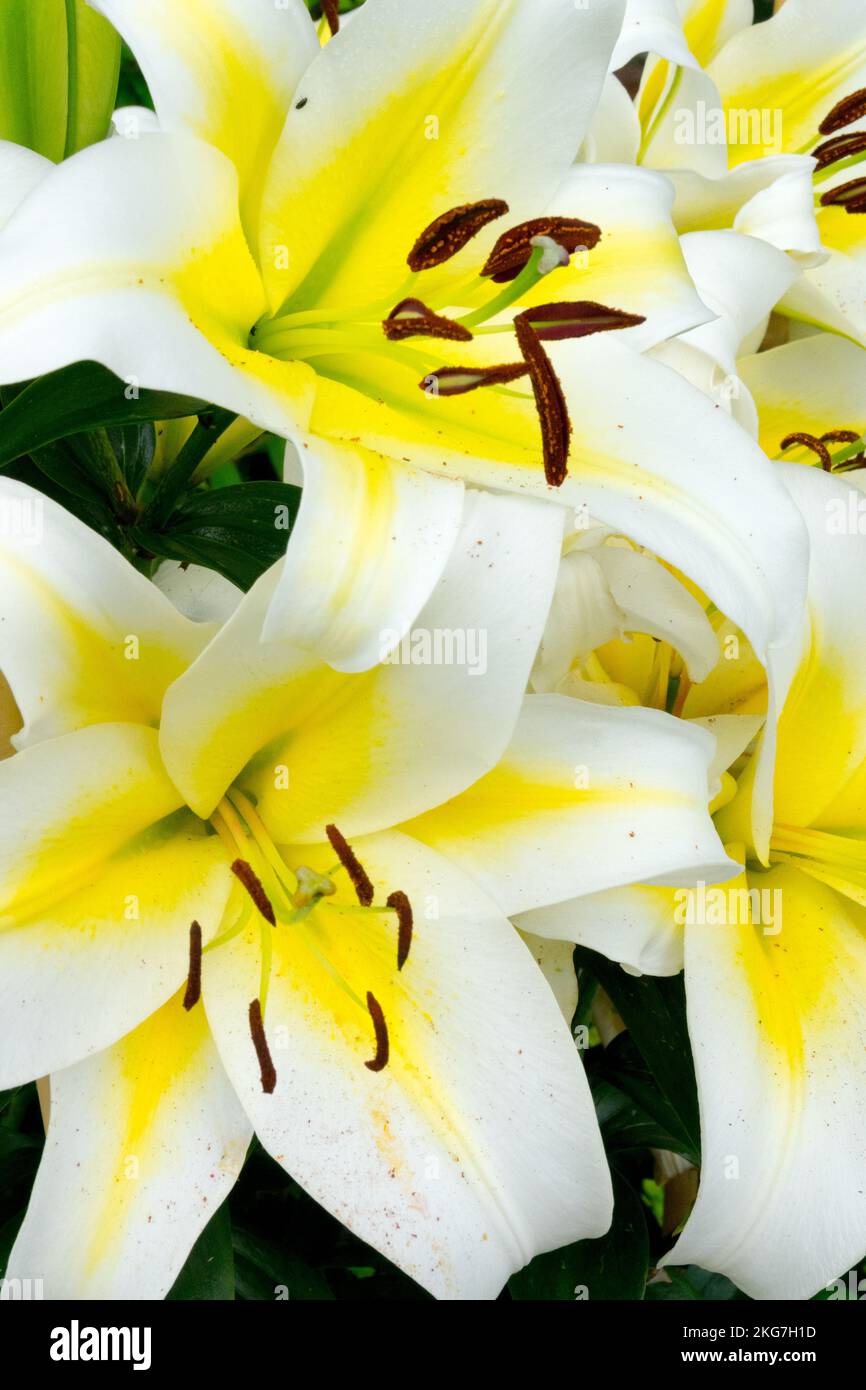 Blanc, lilas, centre jaune, fleur, lilium, Hybride, Lily, Blooms Banque D'Images