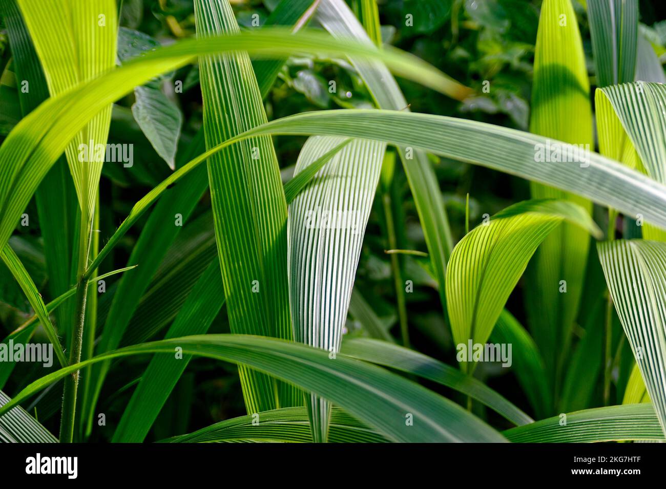 feuilles vertes Banque D'Images