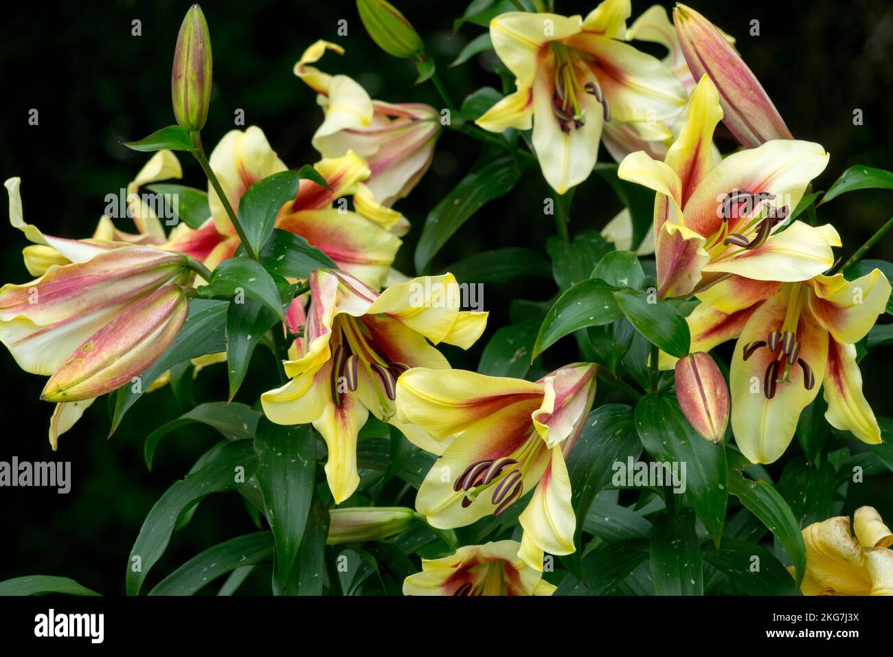 Lilas de trompette orientale, Lilium 'Lavon', Lily d'origenpet, Blooms, lilies, Fleurs, nénuphars, orientaux, nénuphars Banque D'Images
