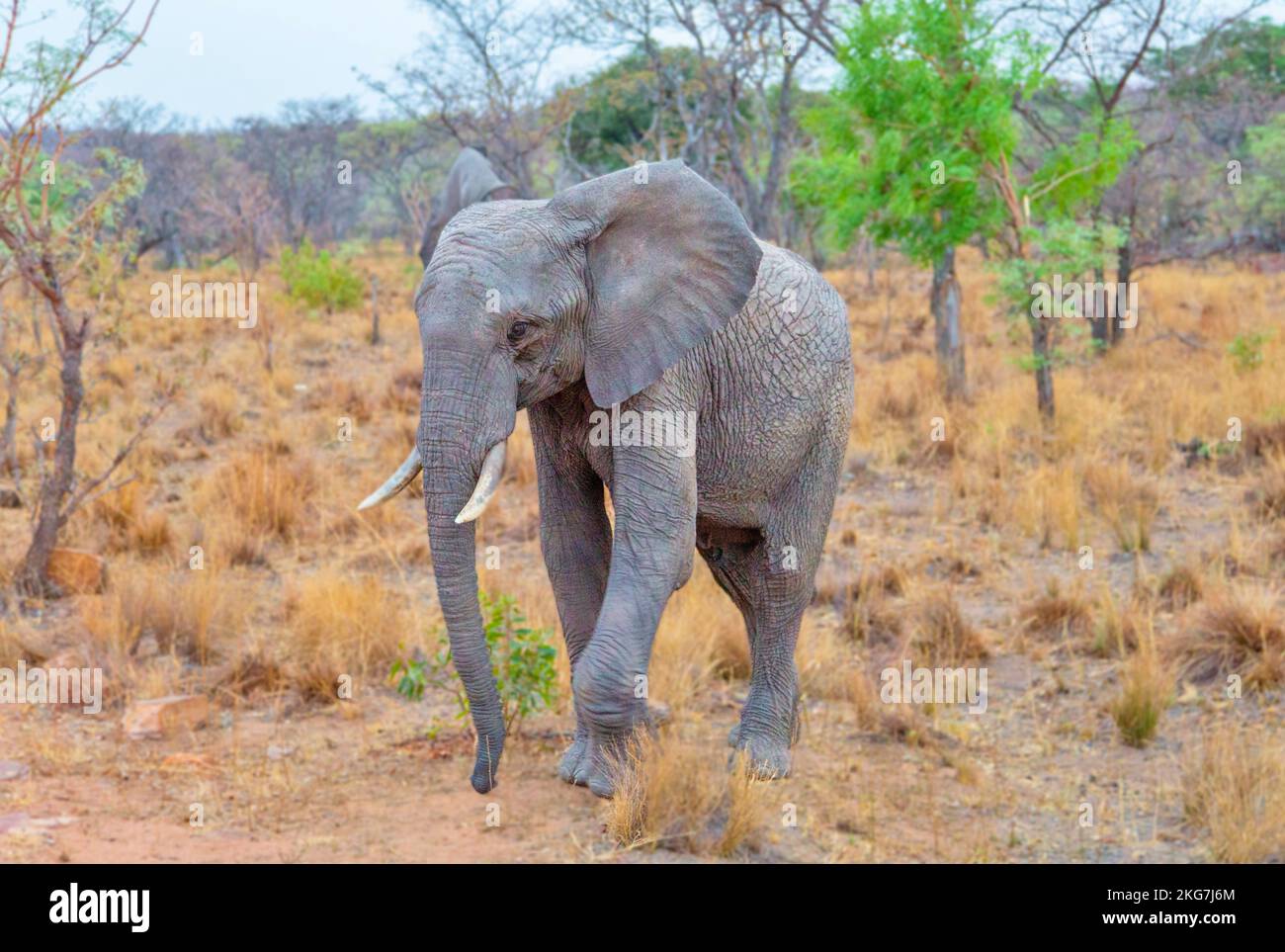 Éléphant dans la réserve de gibier d'Afrique du Sud Banque D'Images