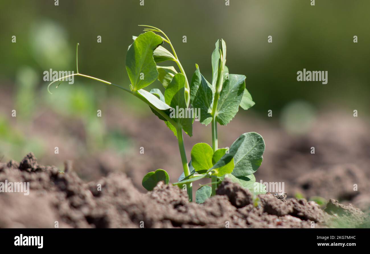 Un germe de pois germé qui est endommagé par des ravageurs. Les feuilles de légumineuses ont été mangées. Banque D'Images