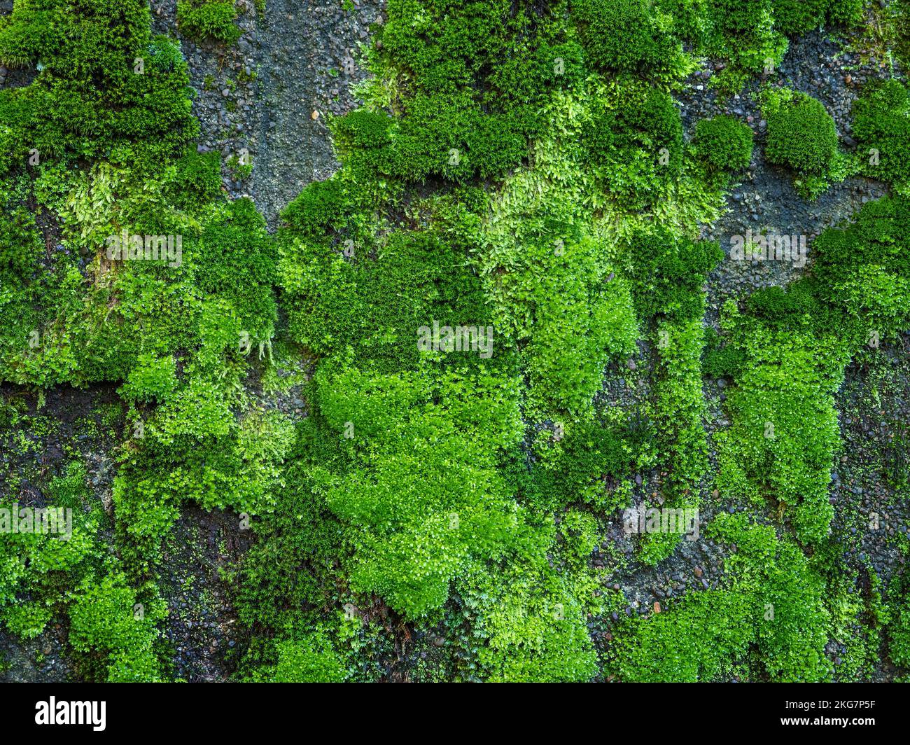 Vieux mur en pierre avec texture de gros plan de mousse verte. Banque D'Images