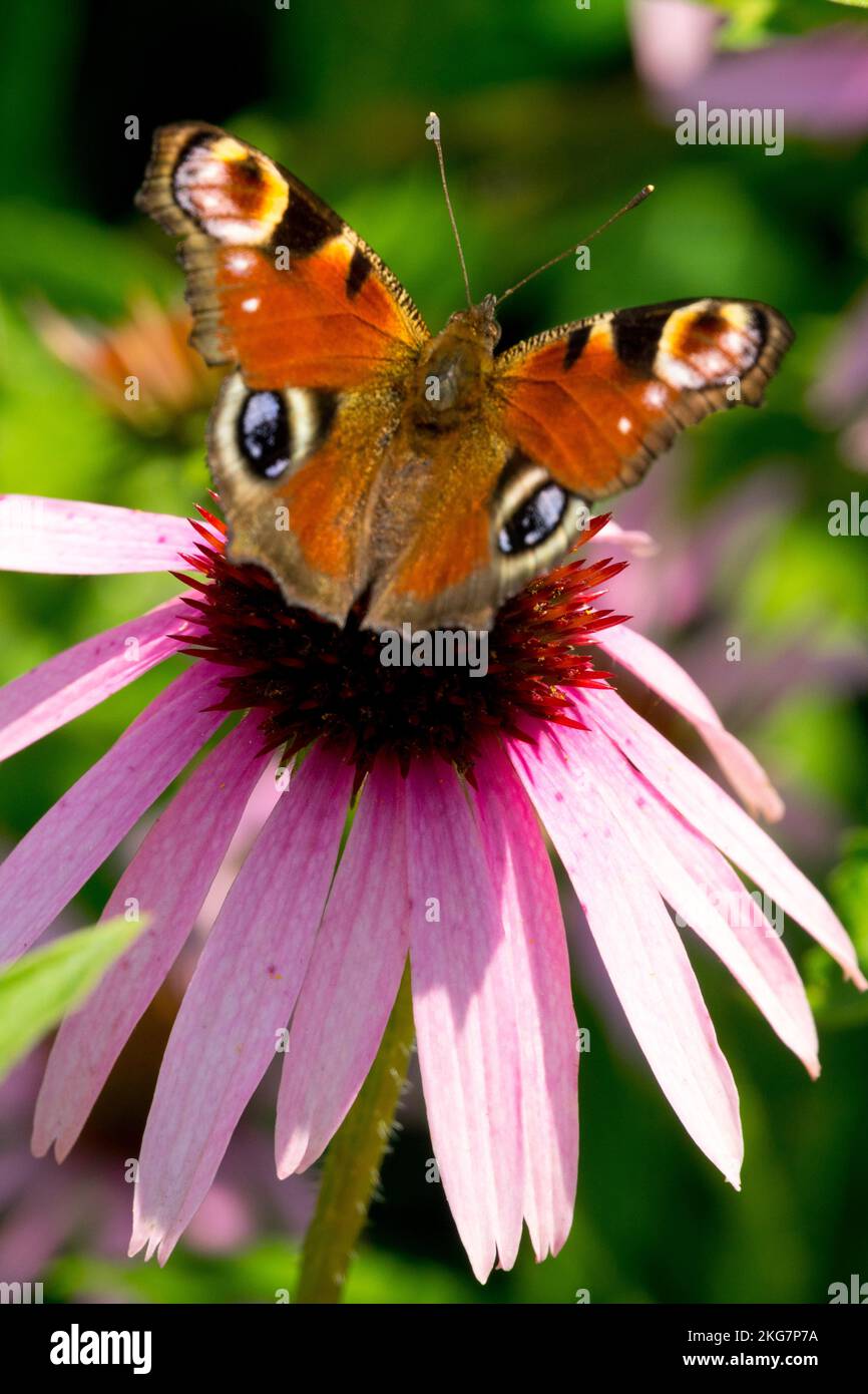 Papillon de paon sur une tête de fleur de coneflower Banque D'Images