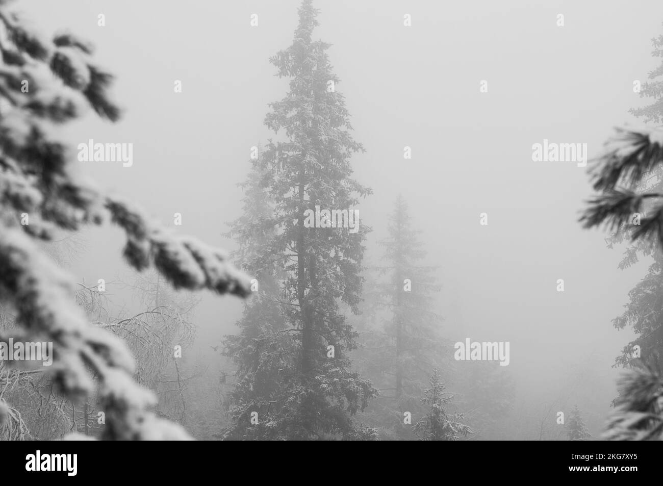 Silhouette de sommets de sapin dans le brouillard en forêt Noir et blanc Banque D'Images