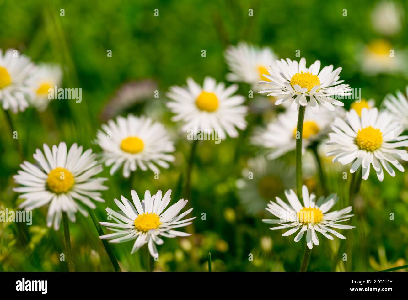 Belles fleurs de camomille dans la prairie. Scène nature printemps ou été Banque D'Images