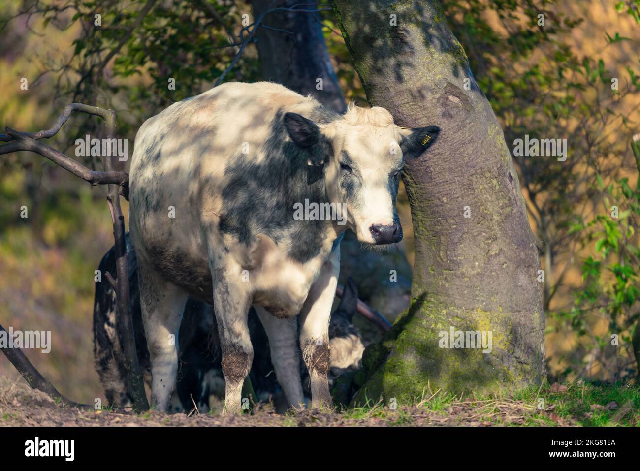 Vaches debout dans le champ, portrait Banque D'Images