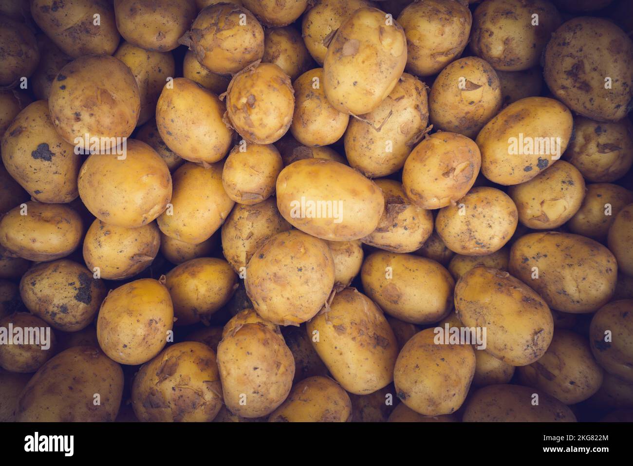 Pommes de terre entières biologiques fraîches. Marché agricole Banque D'Images