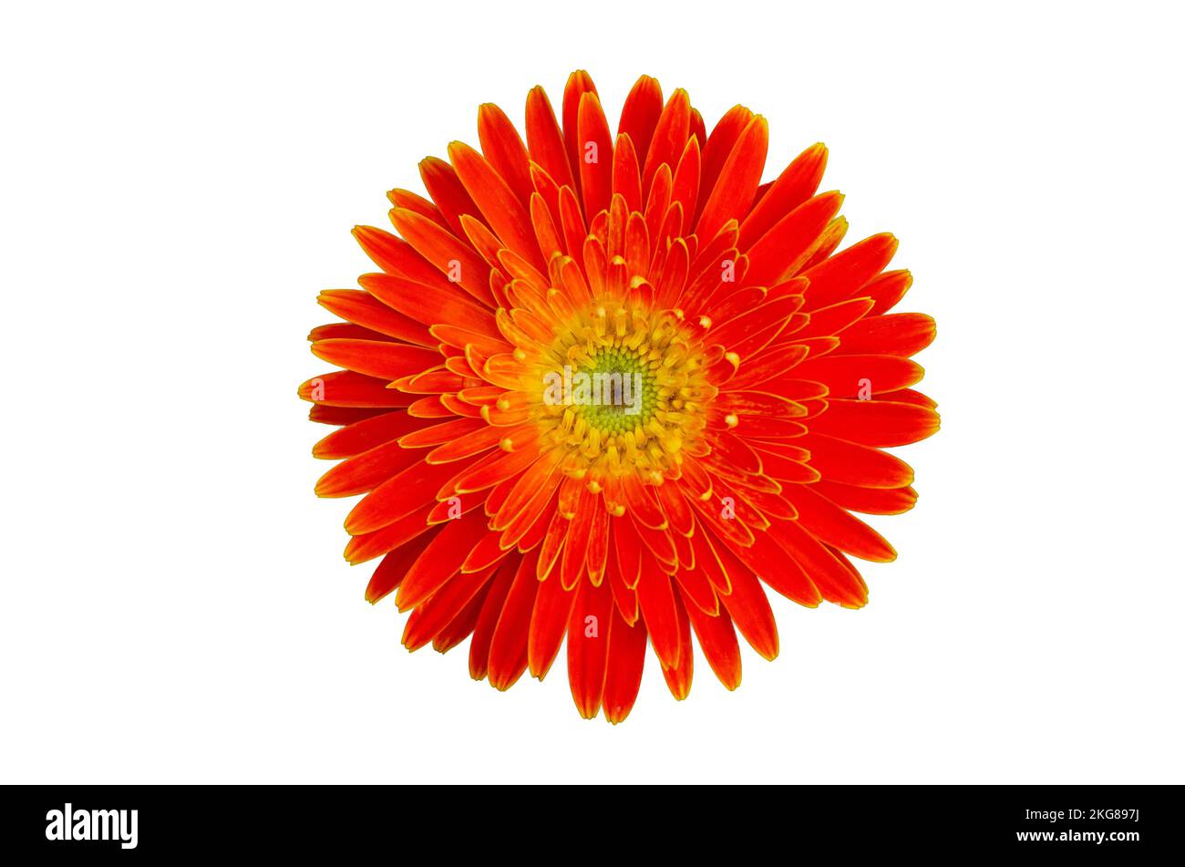 Fleurs orange sur fond blanc, isoler Banque D'Images