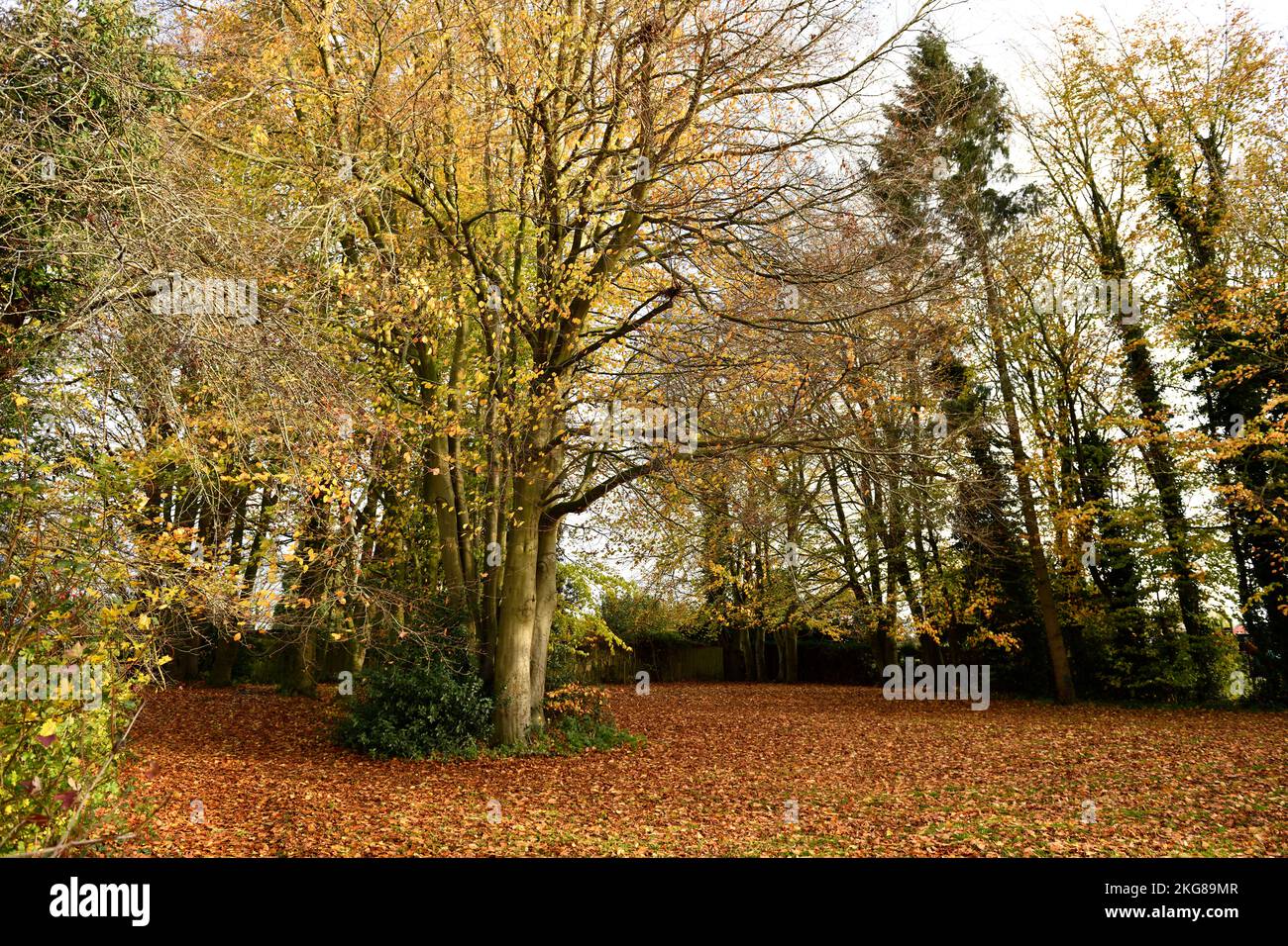 Arbres et feuilles de la couleur de l'automne Hokk Norton Oxfordshire Angleterre royaume-uni. Banque D'Images