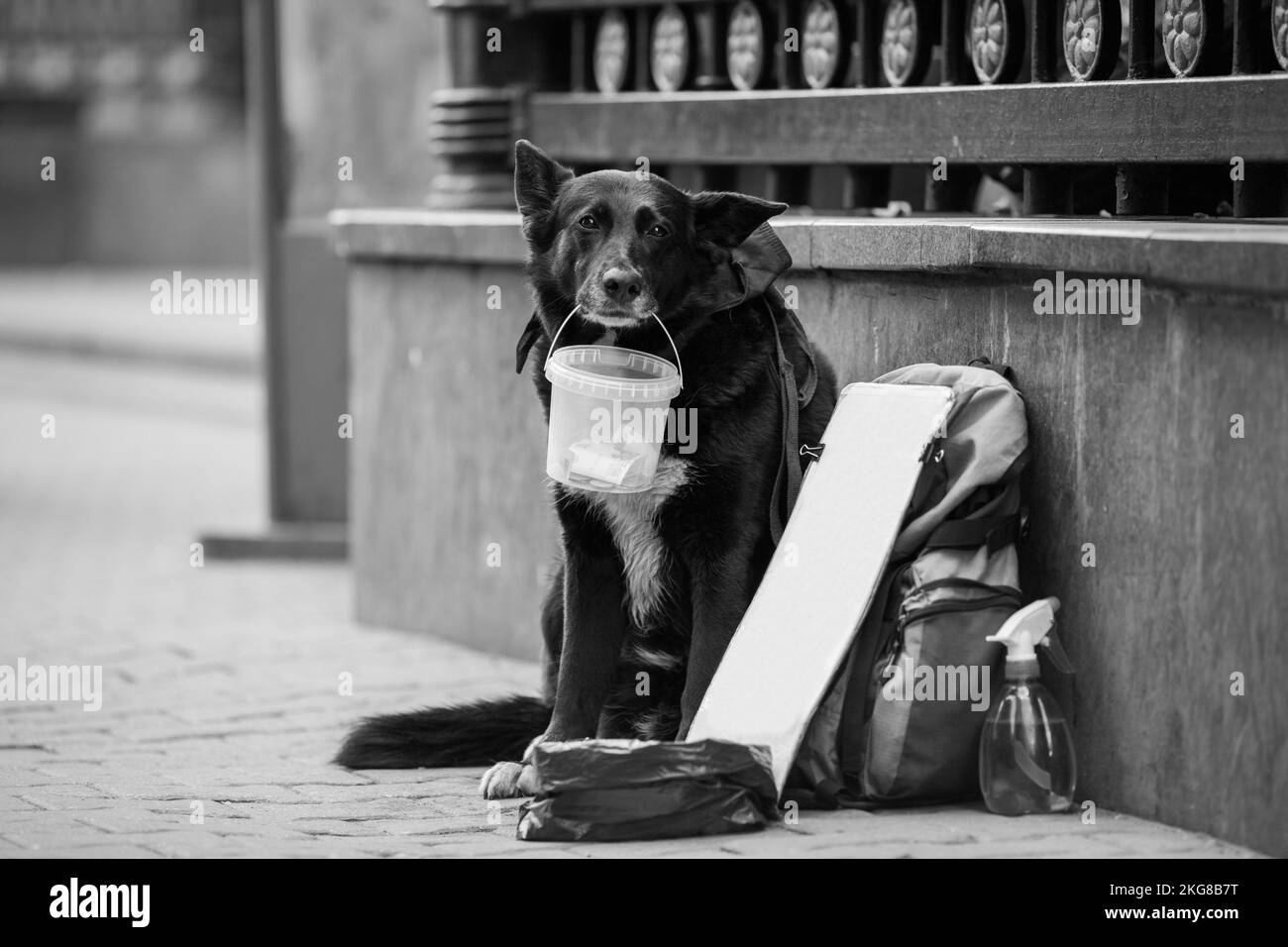 le chien sans domicile demande de l'argent dans la rue Banque D'Images