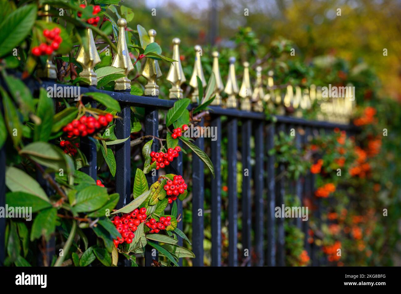 Baies d'aubépine rouge sur une haie d'aubépine derrière des rampes noires. Scène d'automne (automne) ou d'hiver avec baies rouges. Faible profondeur de champ. Banque D'Images