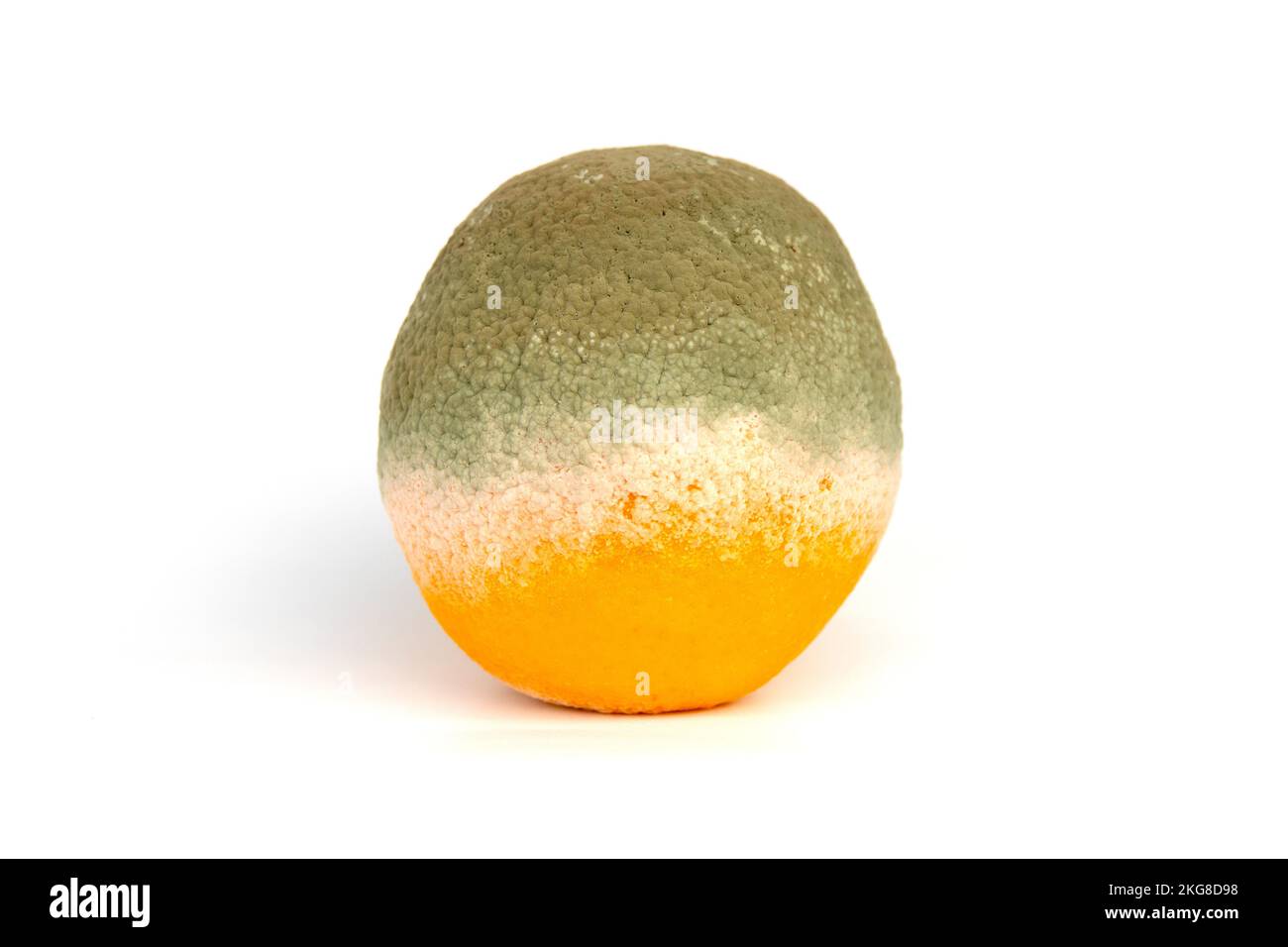 Moule de Penicillium poussant sur une orange douce (Citrus sinensis) Banque D'Images Moule de Penicillium poussant sur une orange douce (Citrus sinensis) Banque D'Images