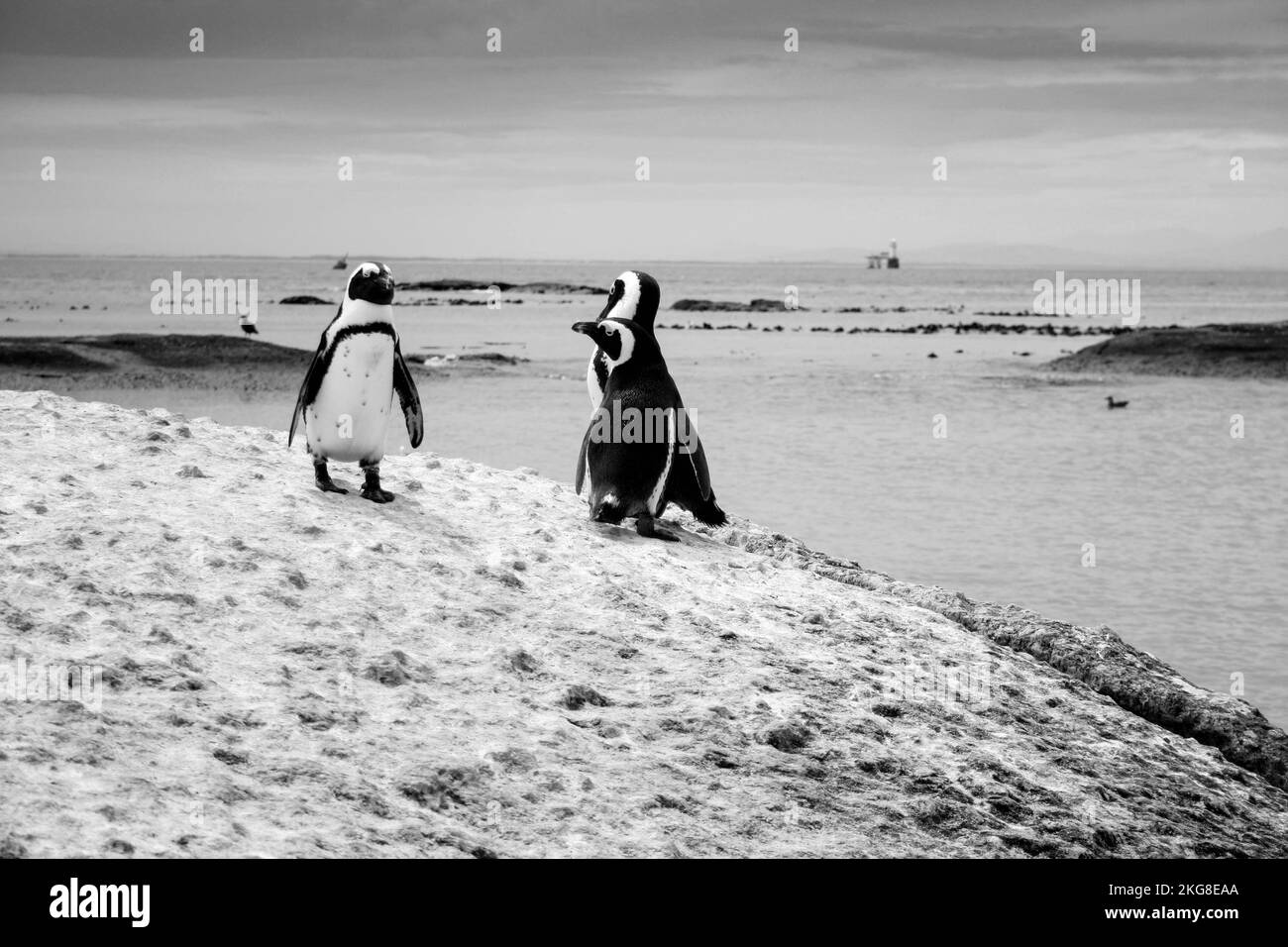 Un cliché en niveaux de gris de pingouins africains (Spheniscus demersus) au bord de l'océan Banque D'Images