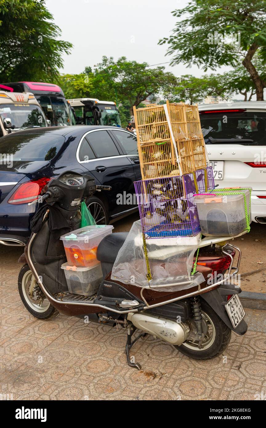 Oiseaux chanteurs et poissons à vendre au lac Hồ Tây, Hanoi, Vietnam Banque D'Images