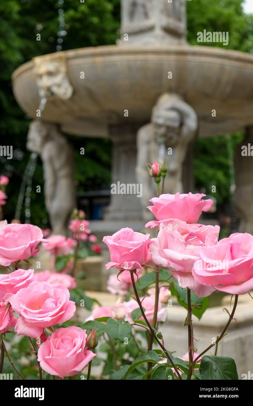 Espagne, Grenade, roses roses et fontaine dans le parc Banque D'Images