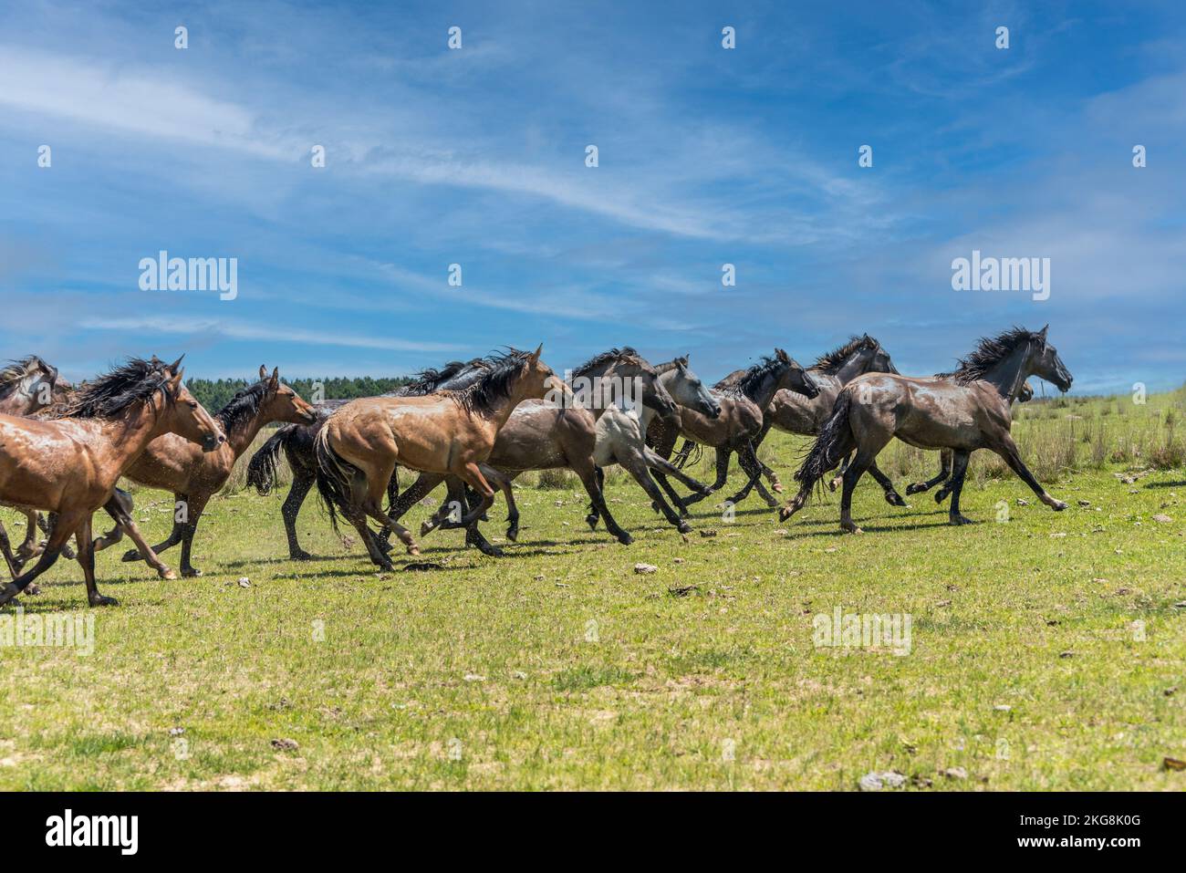 Chevaux sauvages galopant dans la campagne de Corrientes, Argentine. Banque D'Images