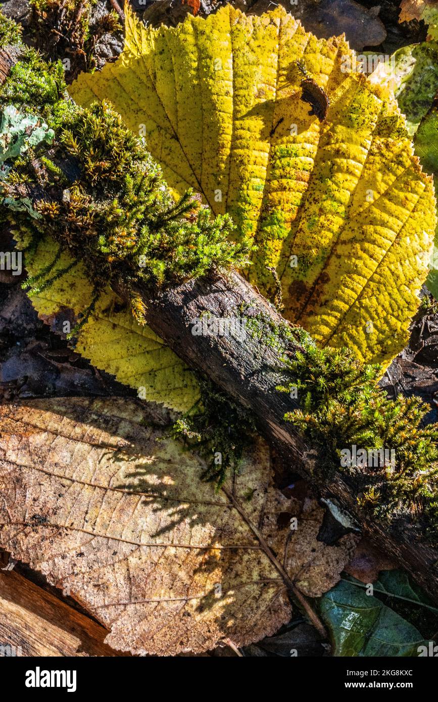 Feuilles d'automne, brindilles, mousses, lichens créent un fond de flore colorée pour composer un magnifique cadre d'automne. Résumé, arrière-plan. Banque D'Images