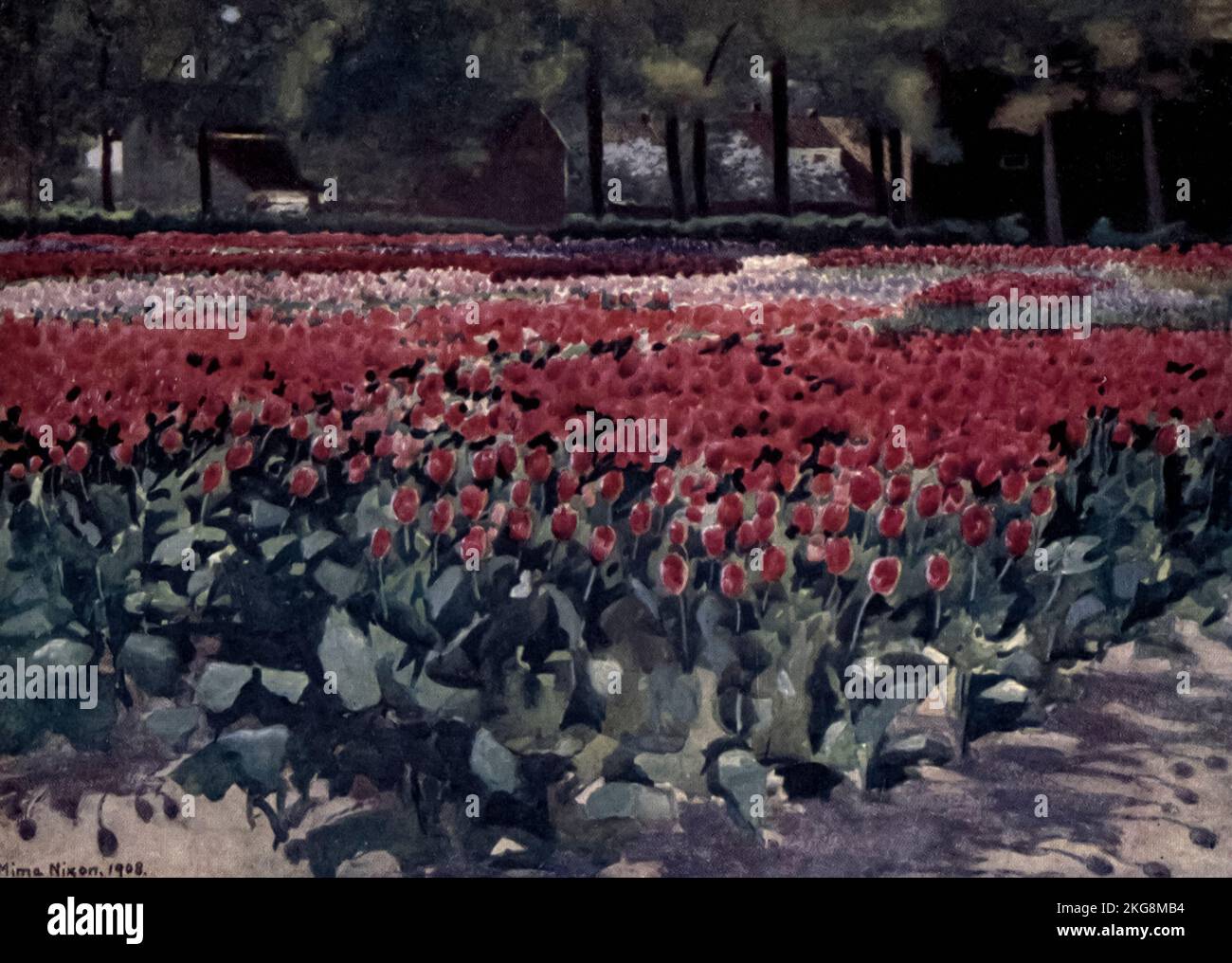 Tulipes dans leur premier peint par Mima Nixon, du livre ' bulbes et jardins hollandais ' de Silberrad, una Lucy, Date de publication 1909 Editeur Londres : A. et C. Black Banque D'Images