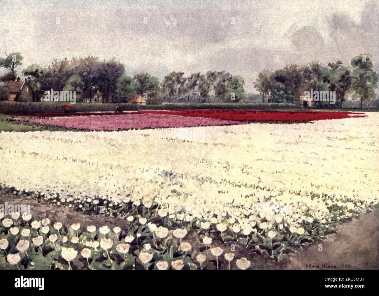 Voici des tulipes pour vous blanc, pour la mariée ou l'enterrement peint par Mima Nixon, du livre ' bulbes et jardins hollandais ' de Silberrad, una Lucy, Date de publication 1909 Editeur Londres : A. et C. Black Banque D'Images
