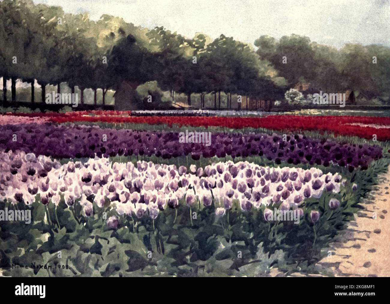 Darwin Tulips peint par Mima Nixon, du livre ' Dutch bulbes and Gardens ' de Silberrad, una Lucy, Date de publication 1909 Editeur Londres : A. and C. Black Banque D'Images
