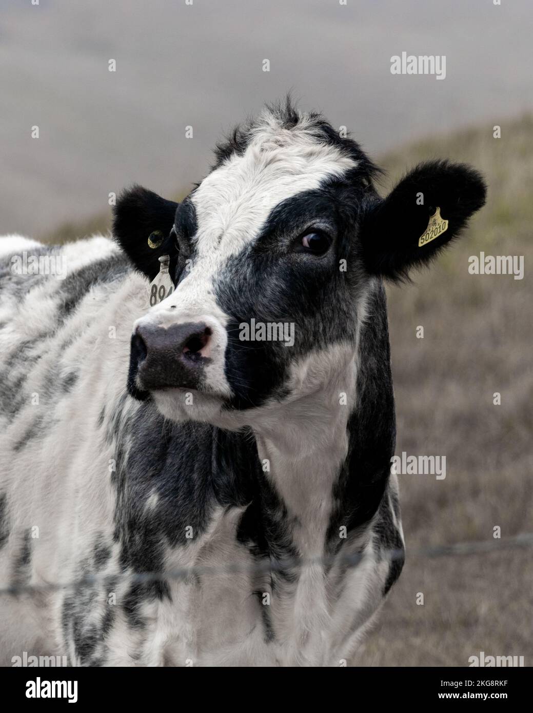 Une vache noire et blanche dans un champ regardant l'étiquette jaune de la caméra dans son oreille. Banque D'Images