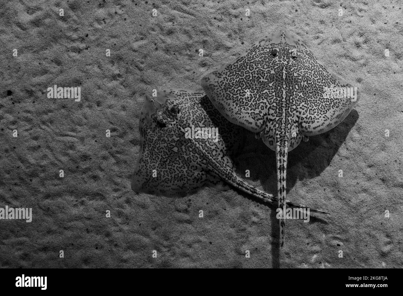 Une échelle de gris d'un poisson en blanc réticulé à Gênes, en Italie. Banque D'Images