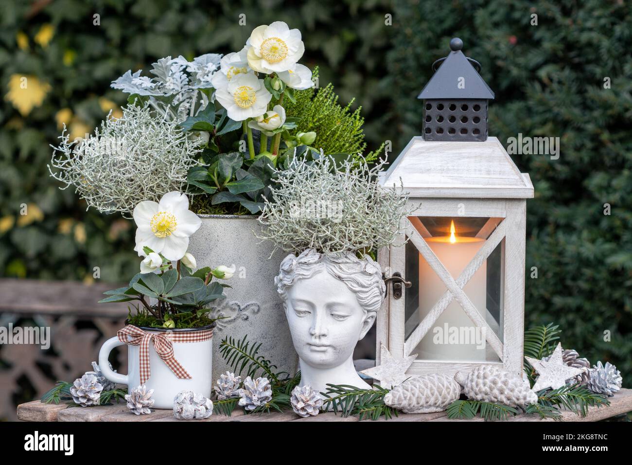 jardin d'hiver avec buisson et helleborus niger et lanterne vintage Banque D'Images