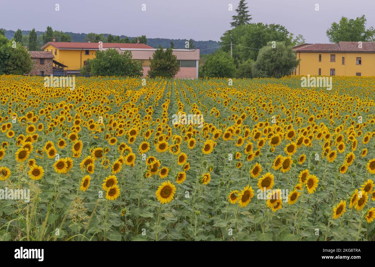 testi i girasoli la bella la va al fosso